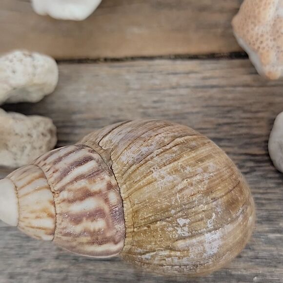 Assorted Seashell and Coral Collection 20 pieces - Picture 9 of 12